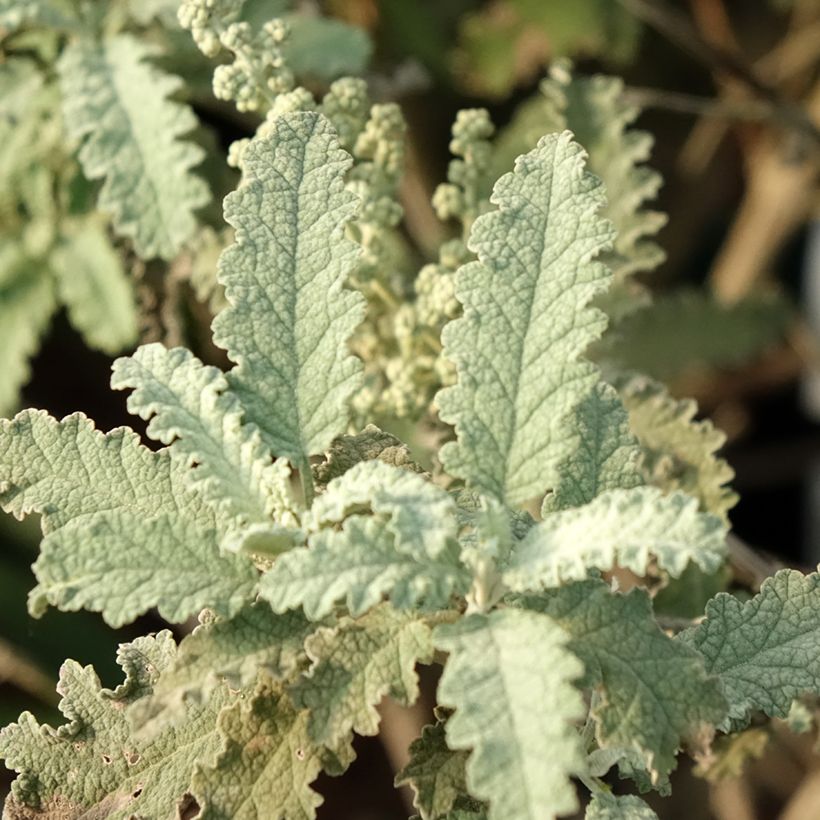 Buddleja glomerata Silver Service - Butterfly Bush (Foliage)