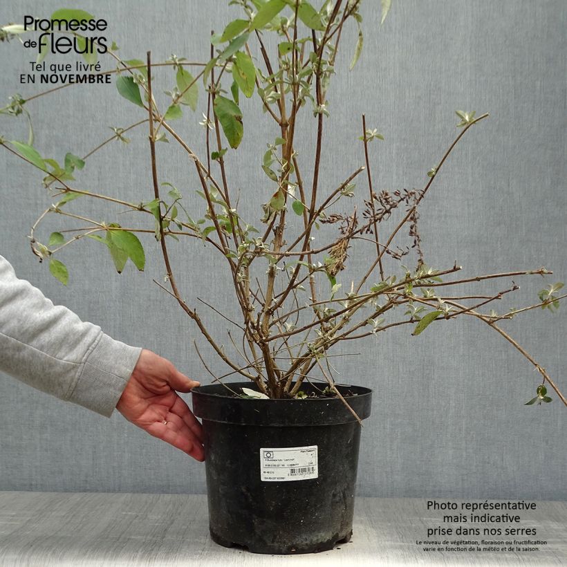 Buddleia Lochinch - Arbre aux papillons en pot de 7,5L/10L sample as delivered in autumn