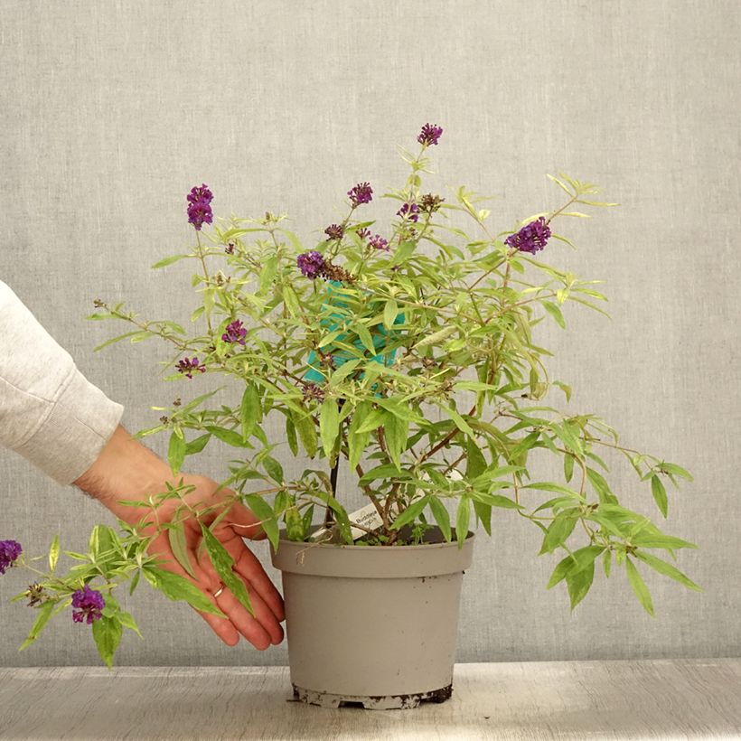 Buddleia Magda's Gold Knight - Butterfly Bush sample as delivered in autumn