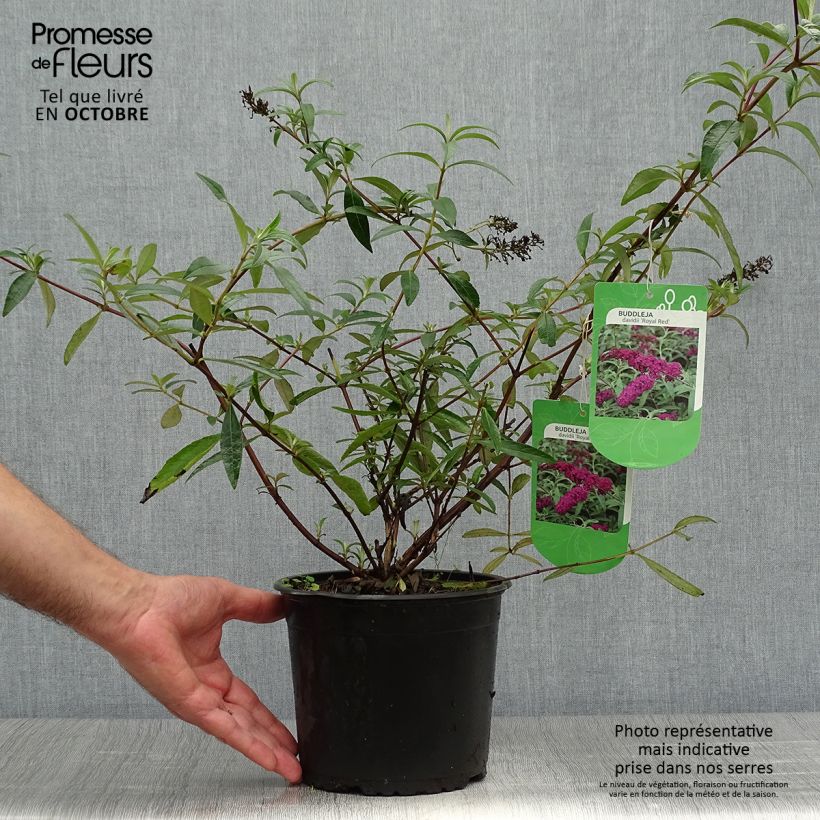 Buddleia Royal Red - Arbre aux papillons rouge en pot de 2/3L sample as delivered in autumn