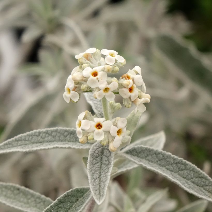 Buddleja Silver Anniversary - Butterfly Bush (Flowering)