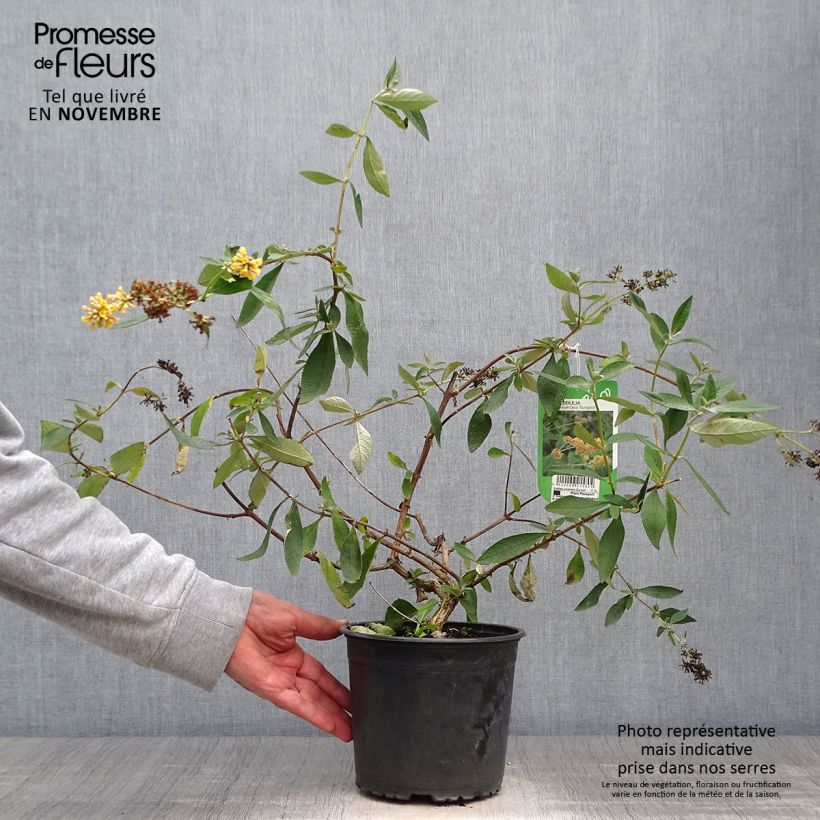 Buddleia weyeriana Sungold - Arbre aux papillons Pot de 2L/3L sample as delivered in autumn