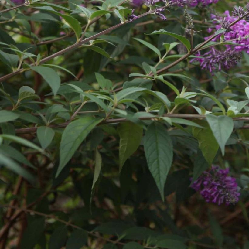 Buddleja davidii Argus Velvet - Butterfly Bush (Foliage)