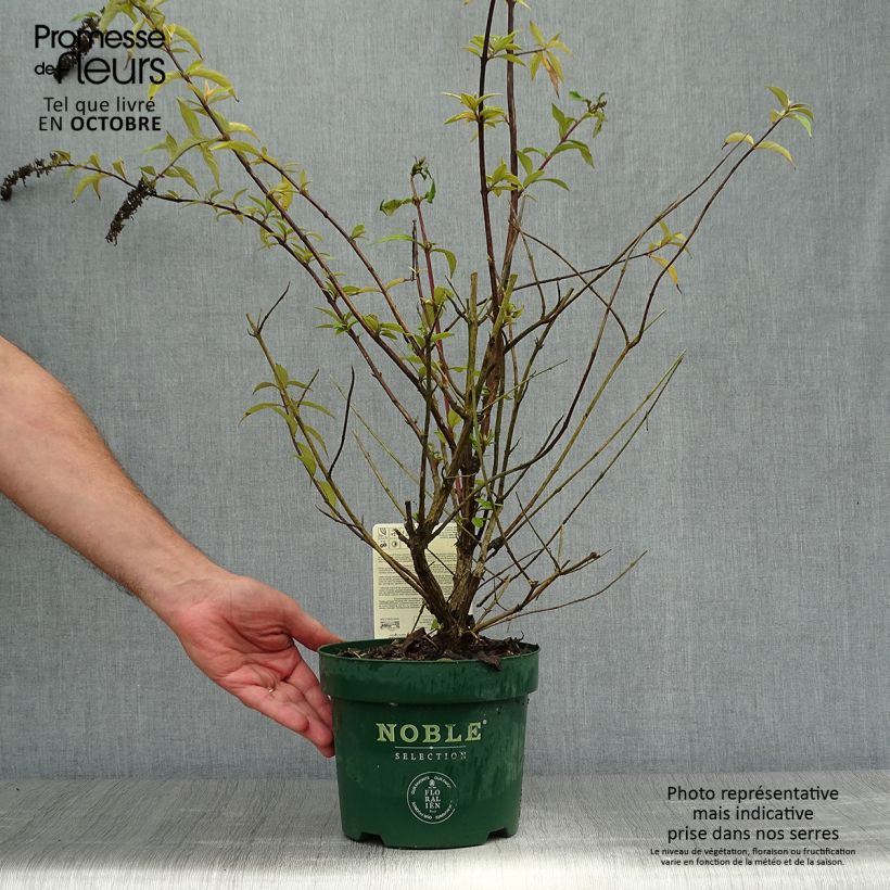 Buddleja davidii Argus Velvet Pot de 3L/4L sample as delivered in autumn