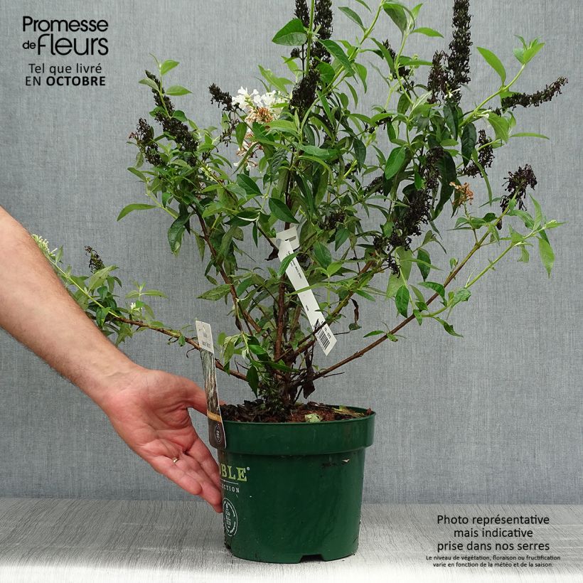 Buddleja davidii Argus White - Arbre aux papillons Pot de 3L/4L sample as delivered in autumn