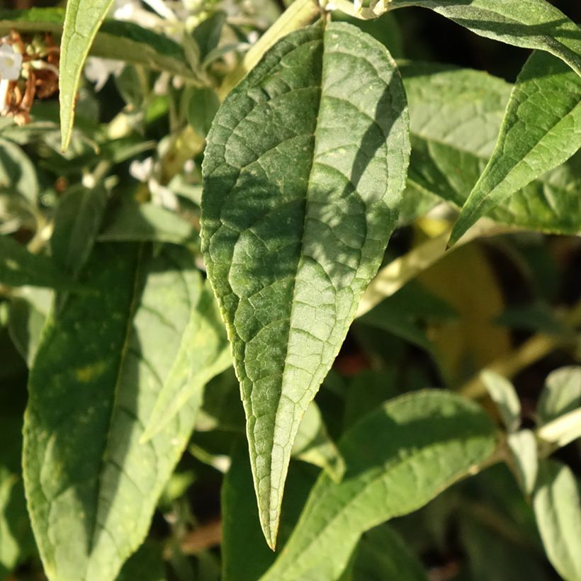 Buddleja davidii Argus White - Butterfly Bush (Foliage)