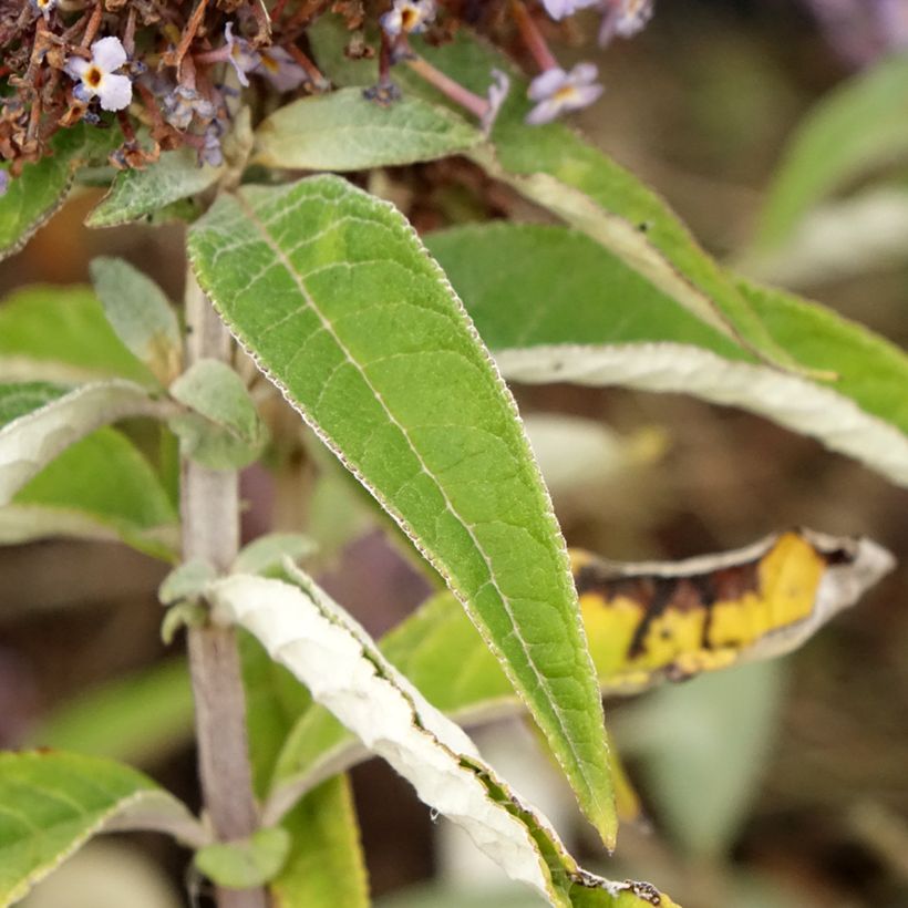 Buddleja davidii Butterfly Candy Lila Sweetheart - Butterfly Bush (Foliage)