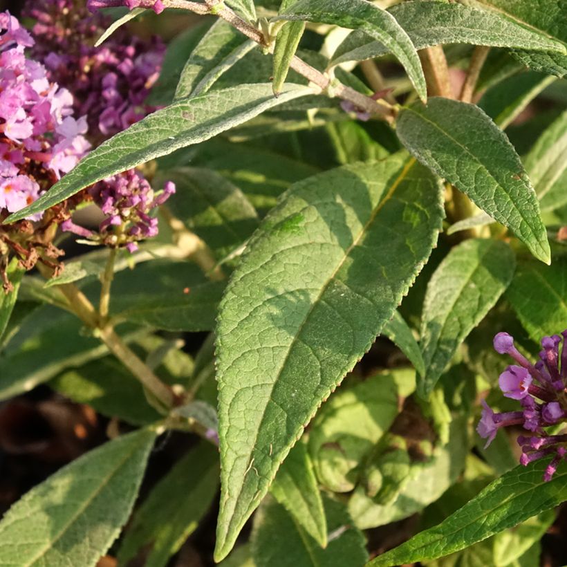 Buddleja davidii Butterfly Candy Little Lila - Butterfly Bush (Foliage)