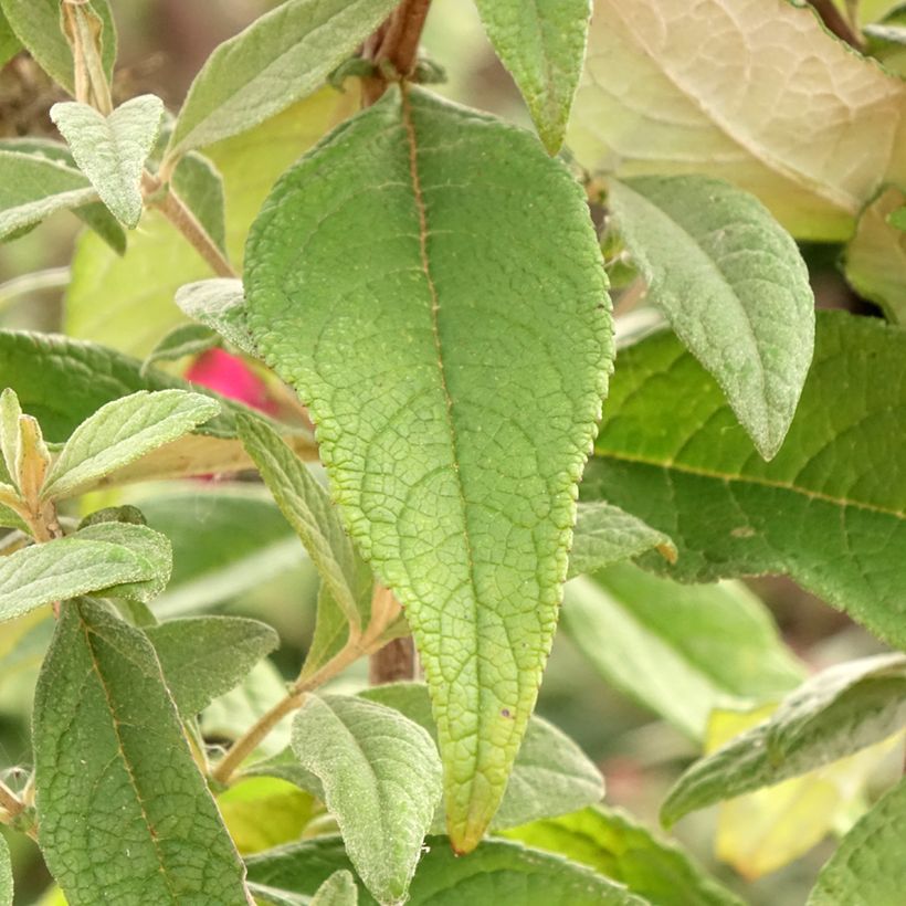 Buddleja davidii Butterfly Candy Little Ruby - Butterfly Bush (Foliage)