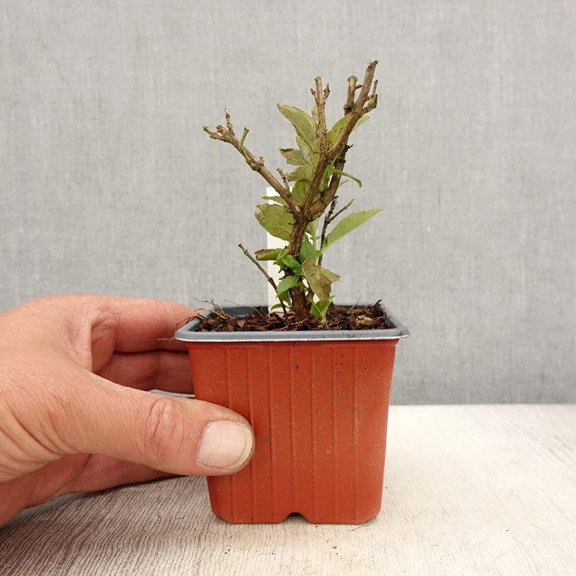 Buddleja davidii Butterfly Candy Little White - Arbre aux papillons nain - Godet de 8/9 cm sample as delivered in spring