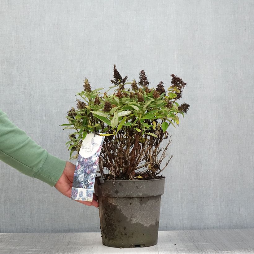 Buddleja davidii Butterfly Candy Trio Little Purple, Litttle Pink, Little Lila - Arbres aux papillons nains  - Pot de 6L/7L sample as delivered in summer