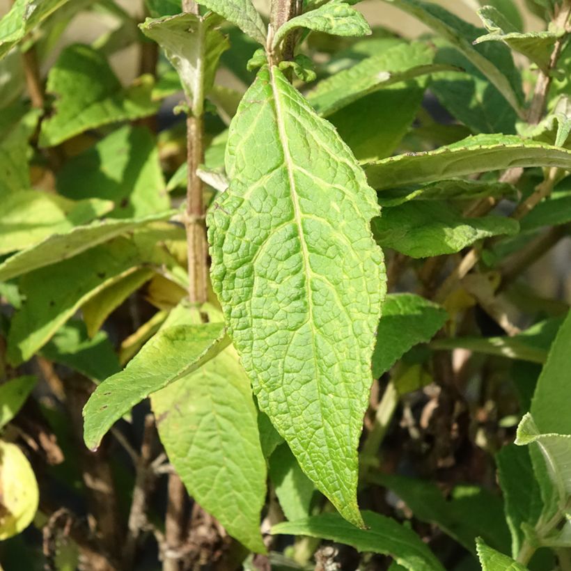 Buddleja davidii Butterfly Candy Little Sweetheart, Little White, Little Ruby - Butterfly Bush (Foliage)