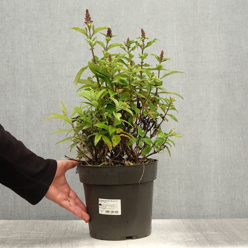 Buddleja davidii Butterfly Candy Little Sweetheart, Little White, Little Ruby - Butterfly Bush 4L/5L pot sample as delivered in summer