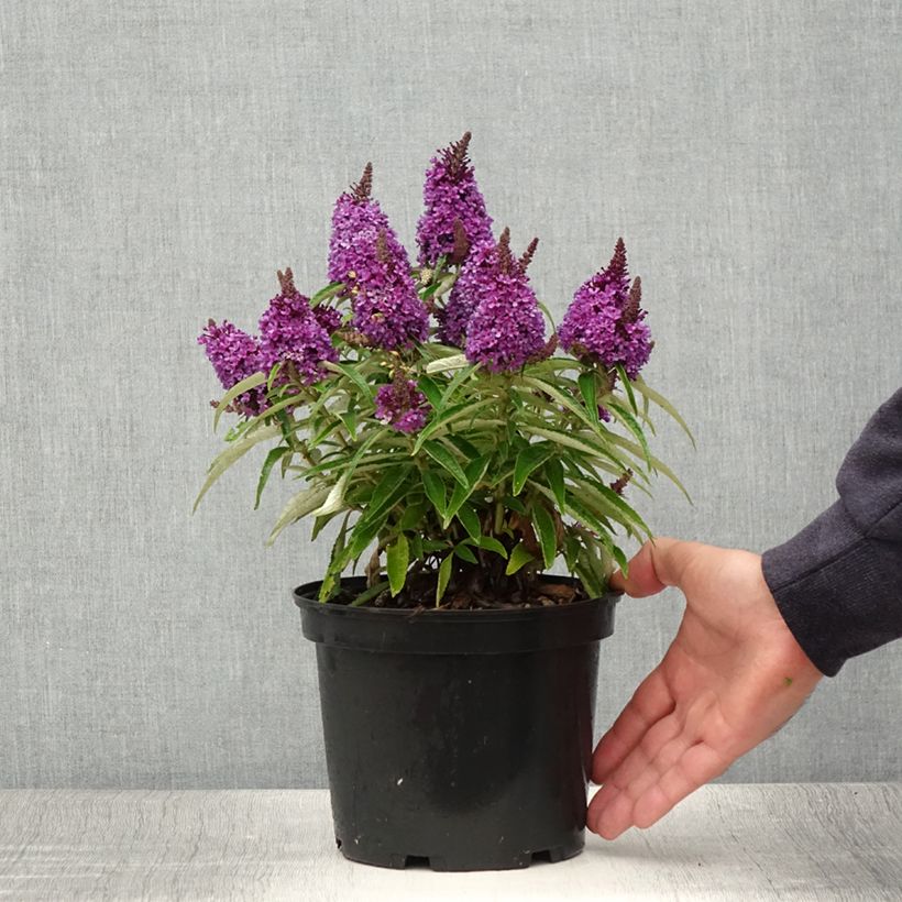 Buddleja davidii Butterfly Candy Little Purple - Butterfly Bush 3L/4L pot sample as delivered in summer