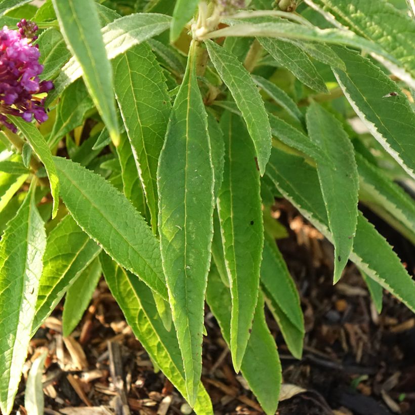 Buddleja davidii Butterfly Candy Little Purple - Butterfly Bush (Foliage)