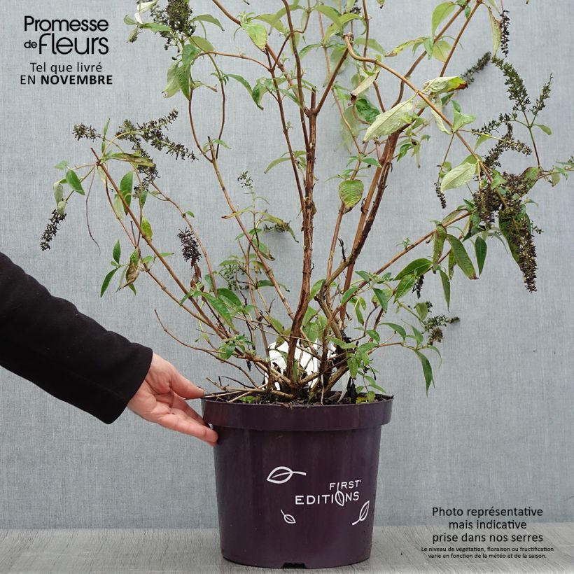 Buddleja davidii Groovy Grape - Arbre à papillons en pot de 7,5l/10l sample as delivered in autumn