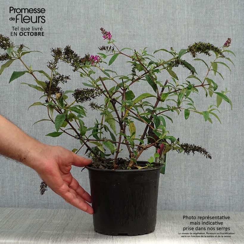 Buddleja davidii Sugar Plum - Arbre aux papillons Pot de 3L/4L sample as delivered in autumn