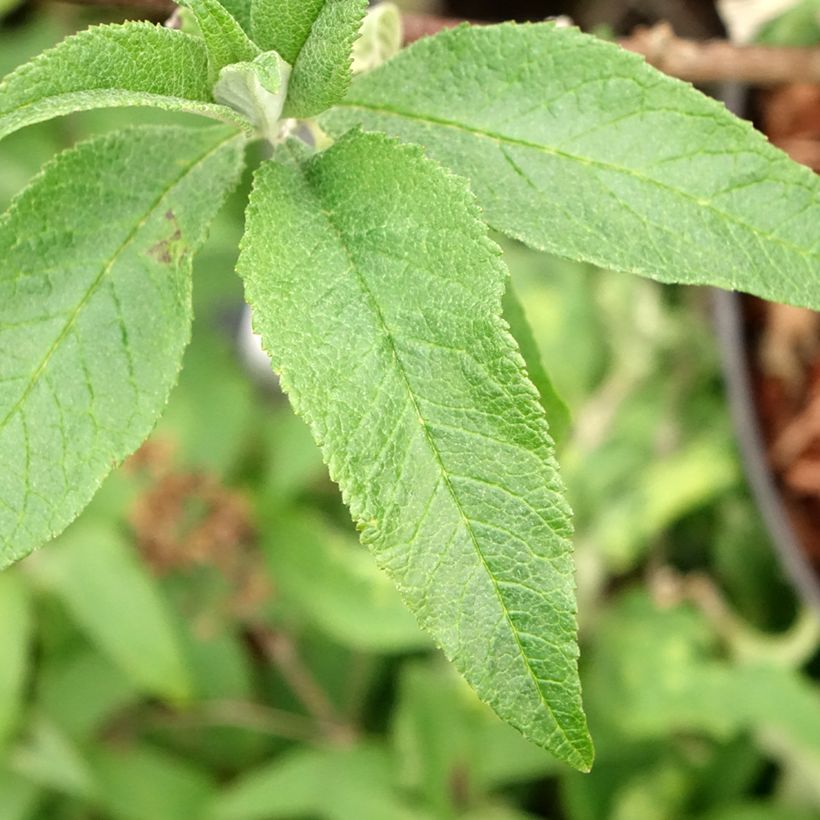 Buddleja davidii Sugar Plum - Butterfly Bush (Foliage)