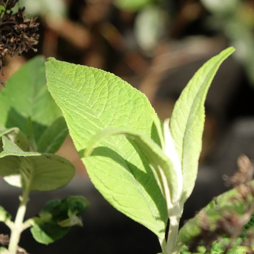 Buddleja davidii Funky Fuchsia - Butterfly Bush (Foliage)