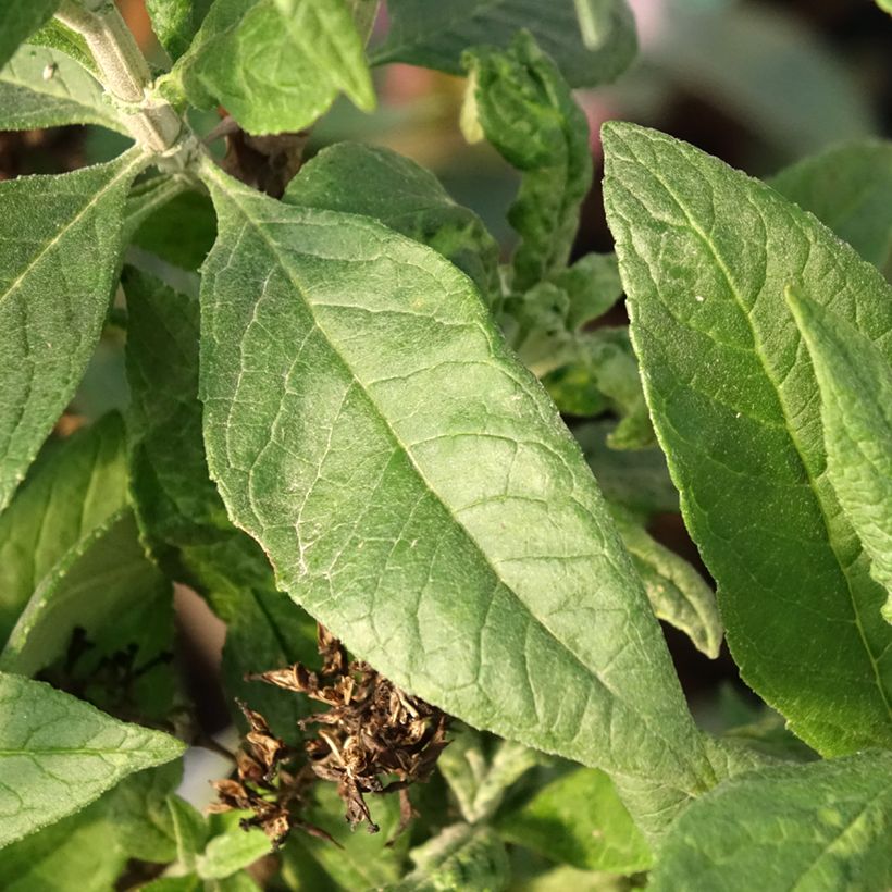 Buddleja davidii Funky Fuchsia - Butterfly Bush (Foliage)