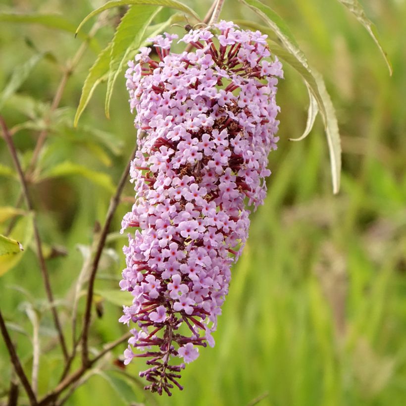 Buddleja davidii Wisteria Lane - Butterfly Bush (Flowering)