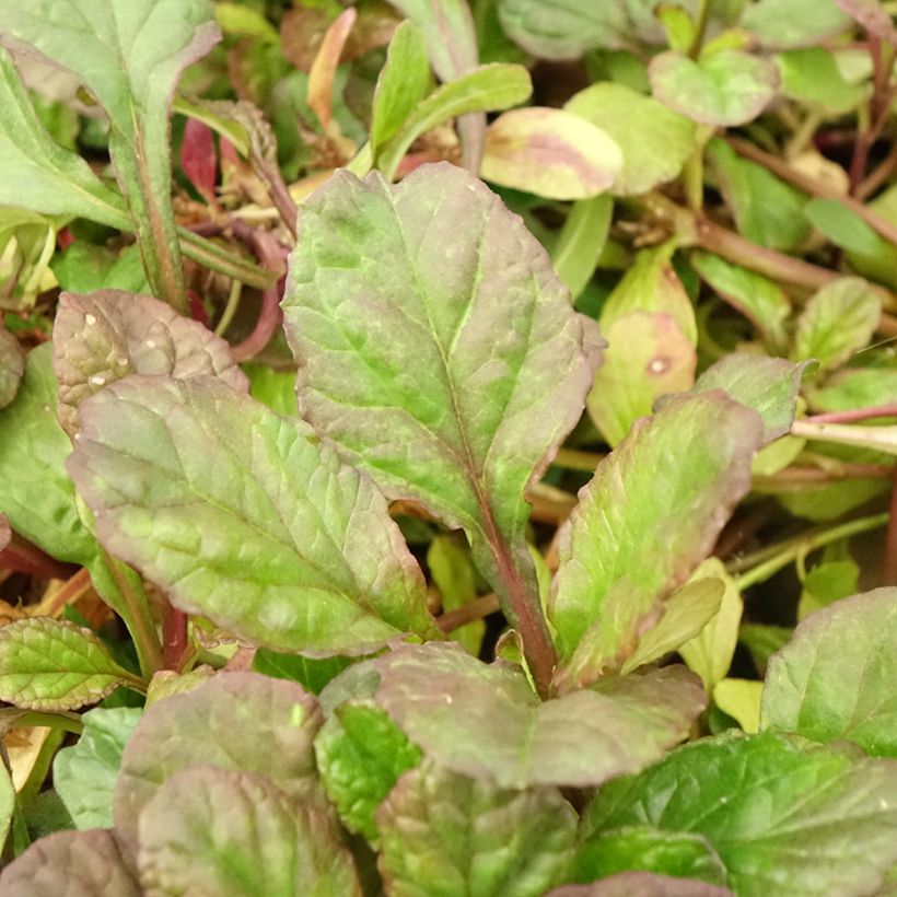 Ajuga reptans Catlins Giant (Foliage)