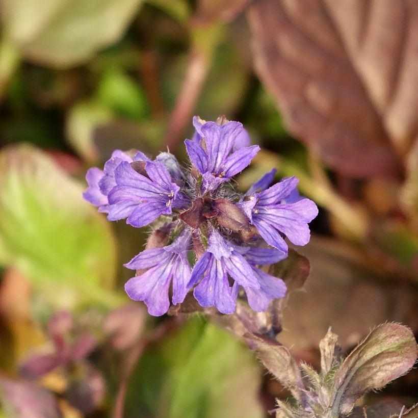 Ajuga reptans Catlins Giant (Flowering)