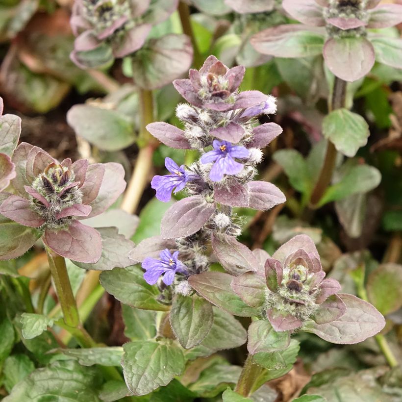 Ajuga reptans Catlins Giant (Flowering)