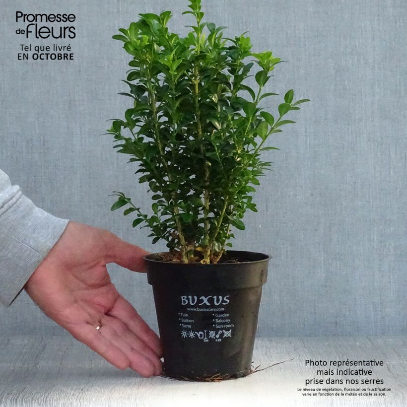 Buis bordure - Buxus sempervirens en pot de 13cm sample as delivered in autumn