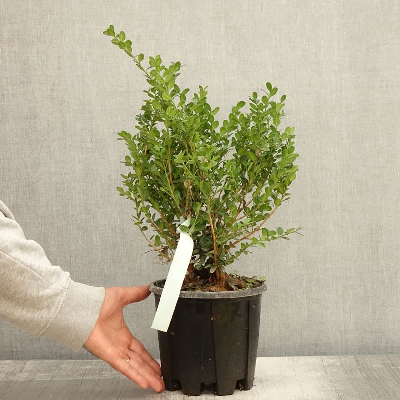 Buxus microphylla Faulkner - Boxwood 2L/3L pot sample as delivered in autumn