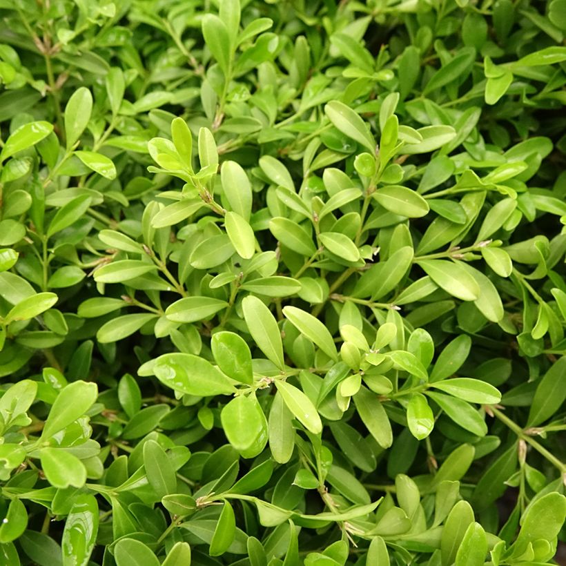 Buxus microphylla Rococo - Boxwood (Foliage)