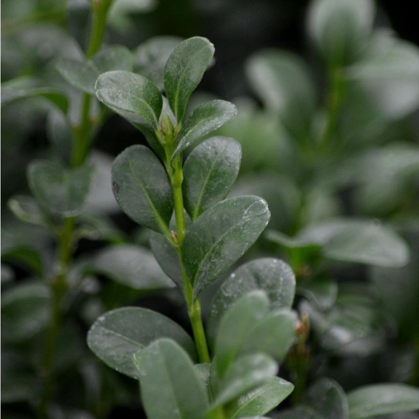 Buxus sempervirens Suffruticosa - Dwarf Common Boxwood (Foliage)