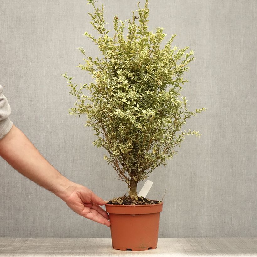 Buxus sempervirens Elegans - Boxwood 2L/3L pot sample as delivered in summer