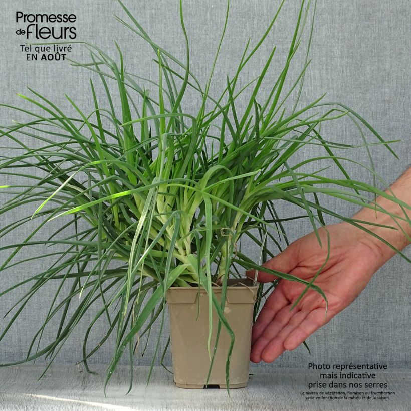 Bulbine frutescens - Bulbine jaune - Pot de 1L/1.5L sample as delivered in summer