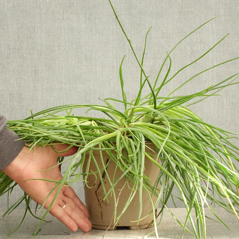 Bulbine frutescens Medicus - Pot de 3L/4L sample as delivered in summer