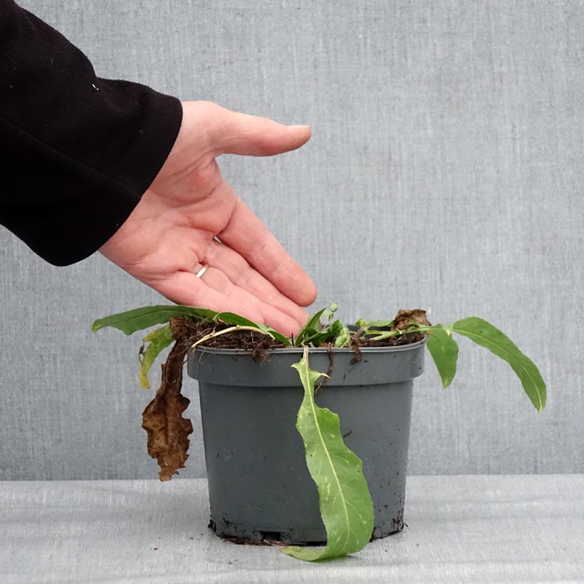 Bunias orientalis - Oriental Rocket, Eastern Bunias 1.5L/2L pot sample as delivered in winter