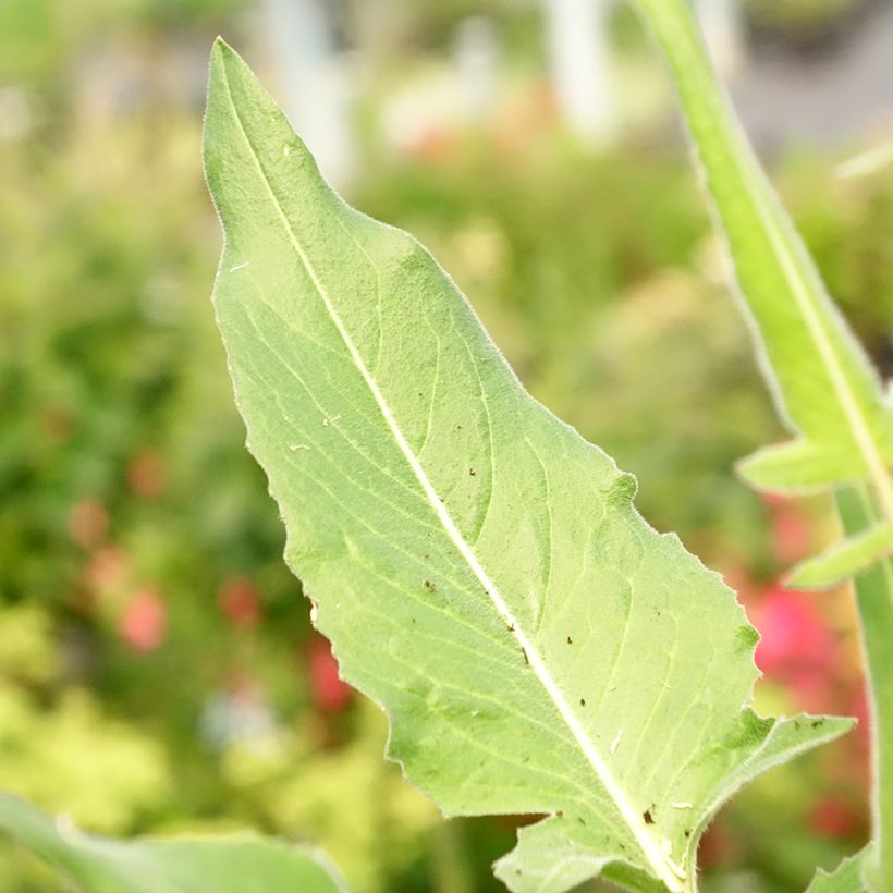 Bunias orientalis - Oriental Rocket, Eastern Bunias (Foliage)