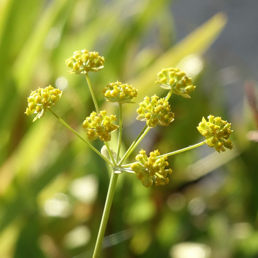 Bupleurum falcatum (Flowering)