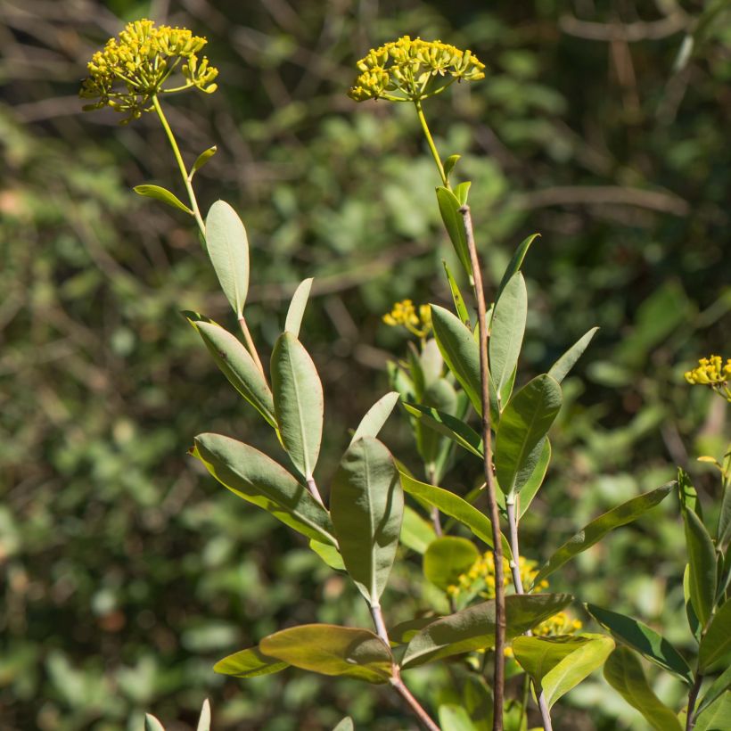 Bupleurum fruticosum (Foliage)