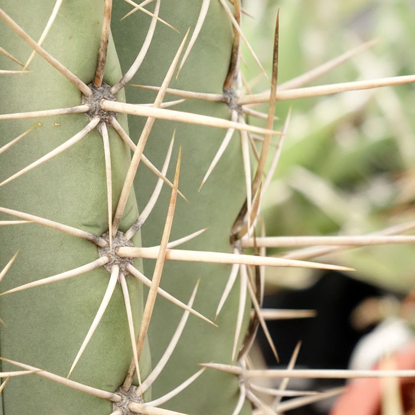 Echinopsis atacamensis subsp. pasacana - Columnar cactus (Foliage)