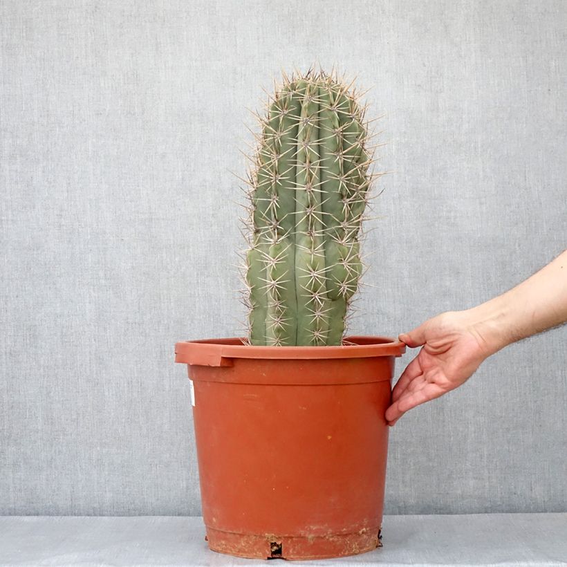 Echinopsis atacamensis subsp. pasacana - Candelabra cactus 7.5L/10L pot sample as delivered in spring