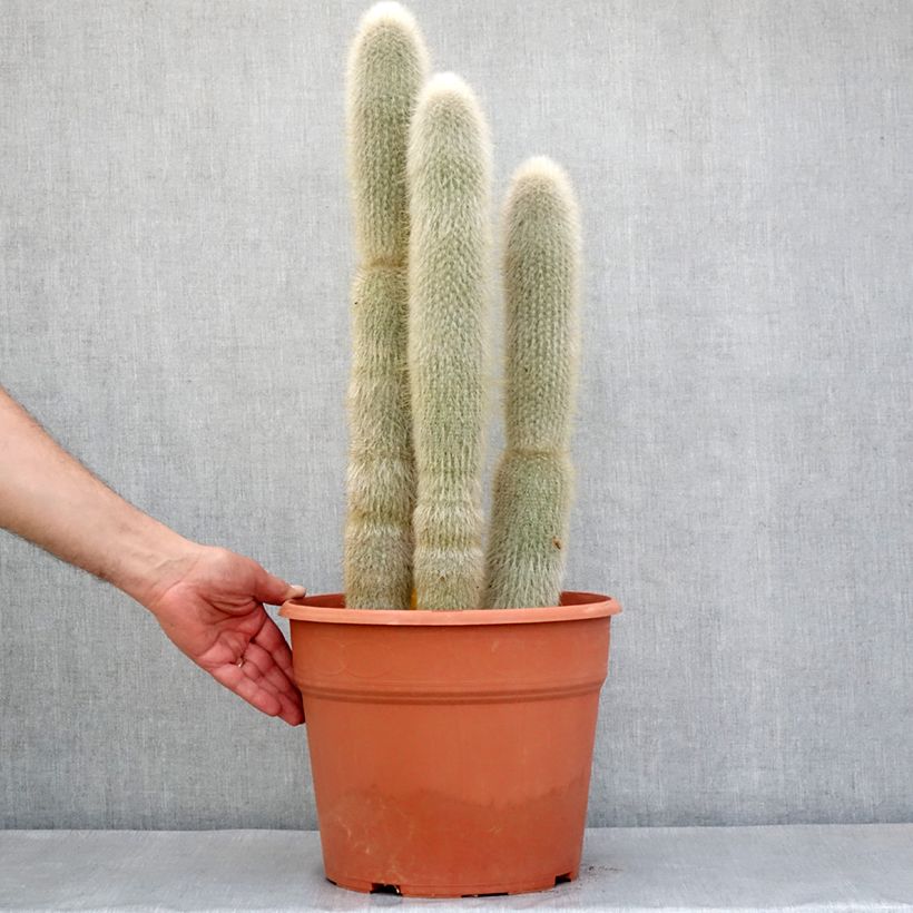 Cleistocactus strausii - Silver torch 7.5L/10L pot sample as delivered in spring