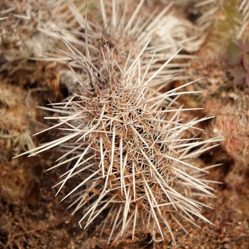 Lobivia cardenasiana - Cactus (Foliage)