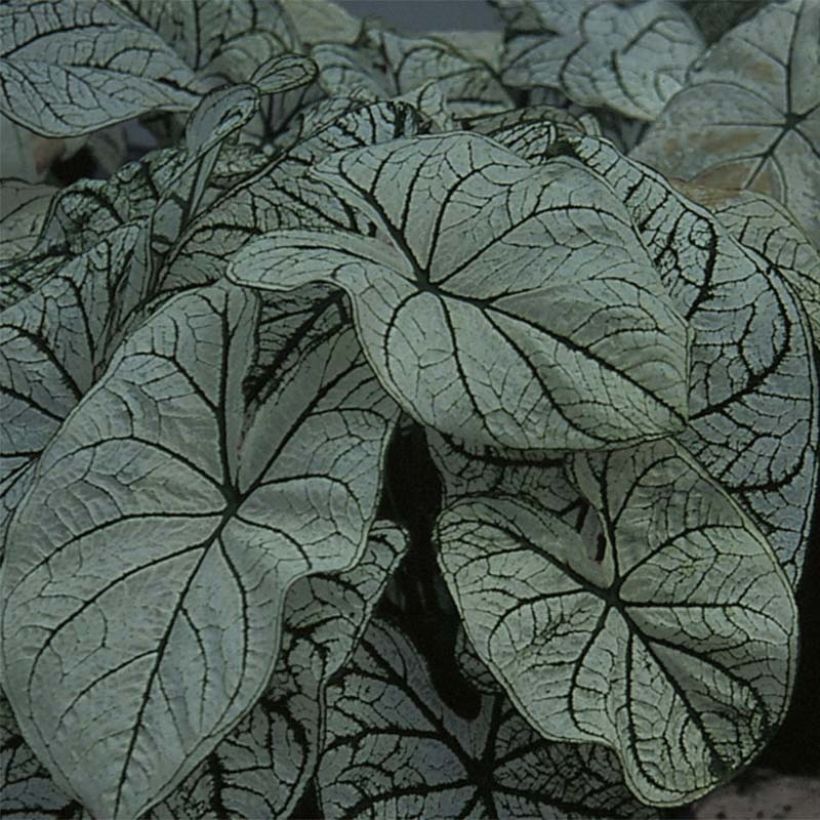 Caladium bicolor Candidum - Angel Wings (Foliage)