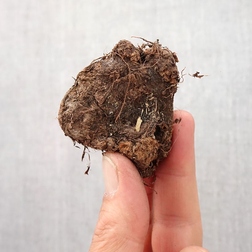 Caladium White Christmas Bulbe sample as delivered in spring