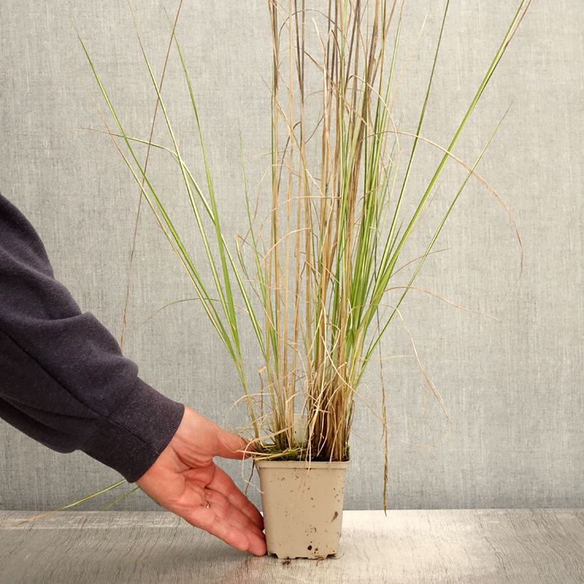 Calamagrostis acutiflora Avalanche - Calamagrostide Godet de 9cm sample as delivered in autumn