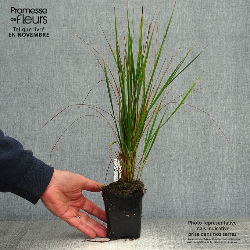 Calamagrostis acutiflora Karl Foerster en godet de 9cm sample as delivered in autumn