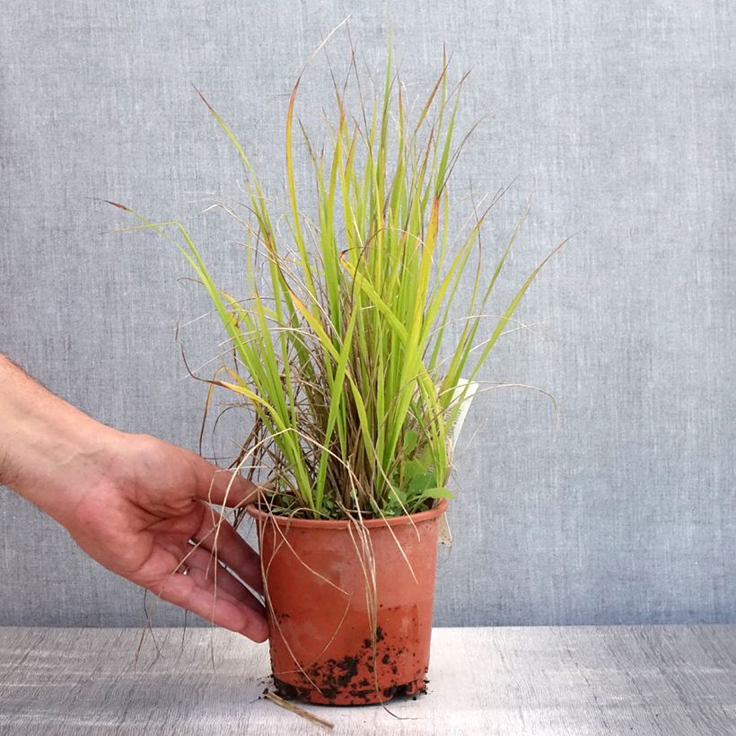 Calamagrostis acutiflora Waldenbuch - Feather Reed Grass 1L/1.5L pot sample as delivered in summer