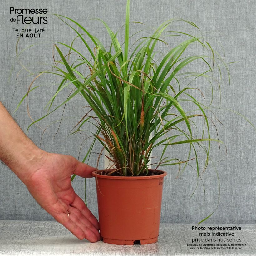 Calamagrostis brachytricha - Feather Reed Grass 1L/1.5L pot sample as delivered in summer