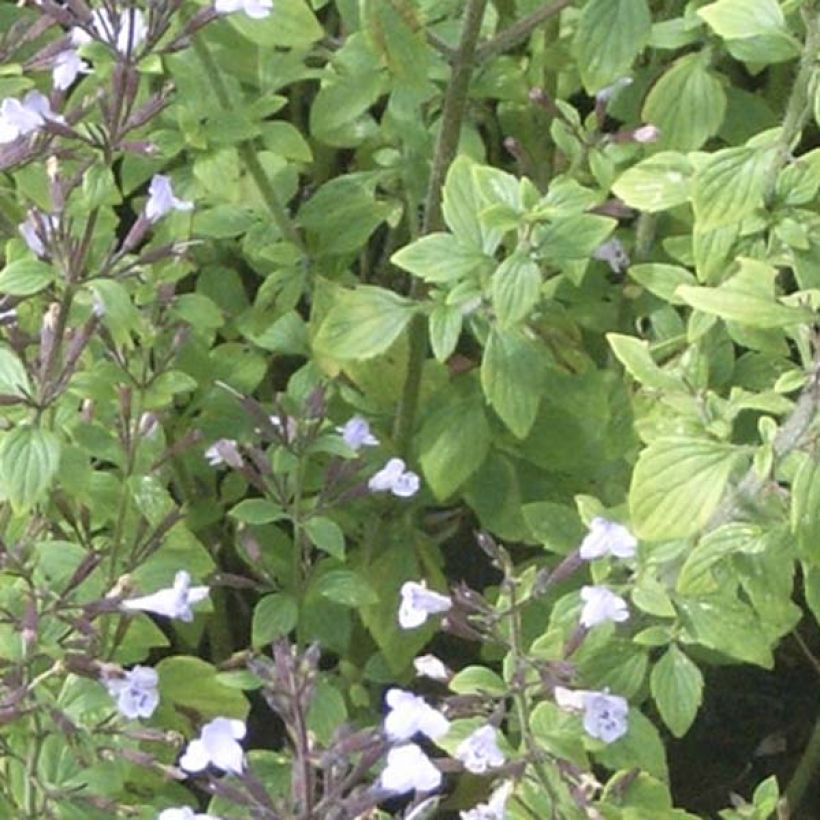 Calamintha nepeta - Calamint (Foliage)
